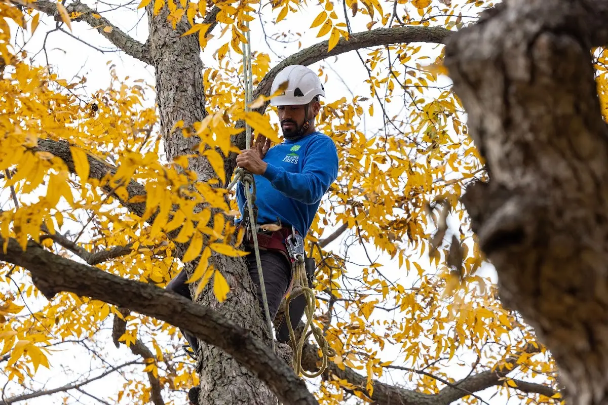 Skilled Tree Pruning crew working in Westphalia